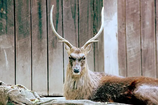 Sika Deer Information and Facts