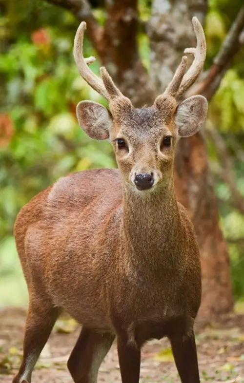 The Bawean Deer or Kuhl's Deer (Hyelaphus kuhlii)