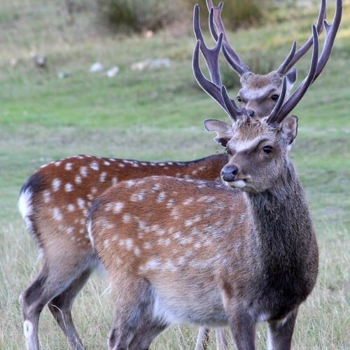 Two Male Sika Deer