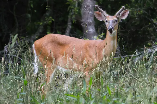 What Do White Tail Deer Eat?