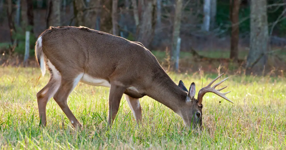 Deer eat shop