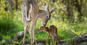 Where do Deer Go to Give Birth