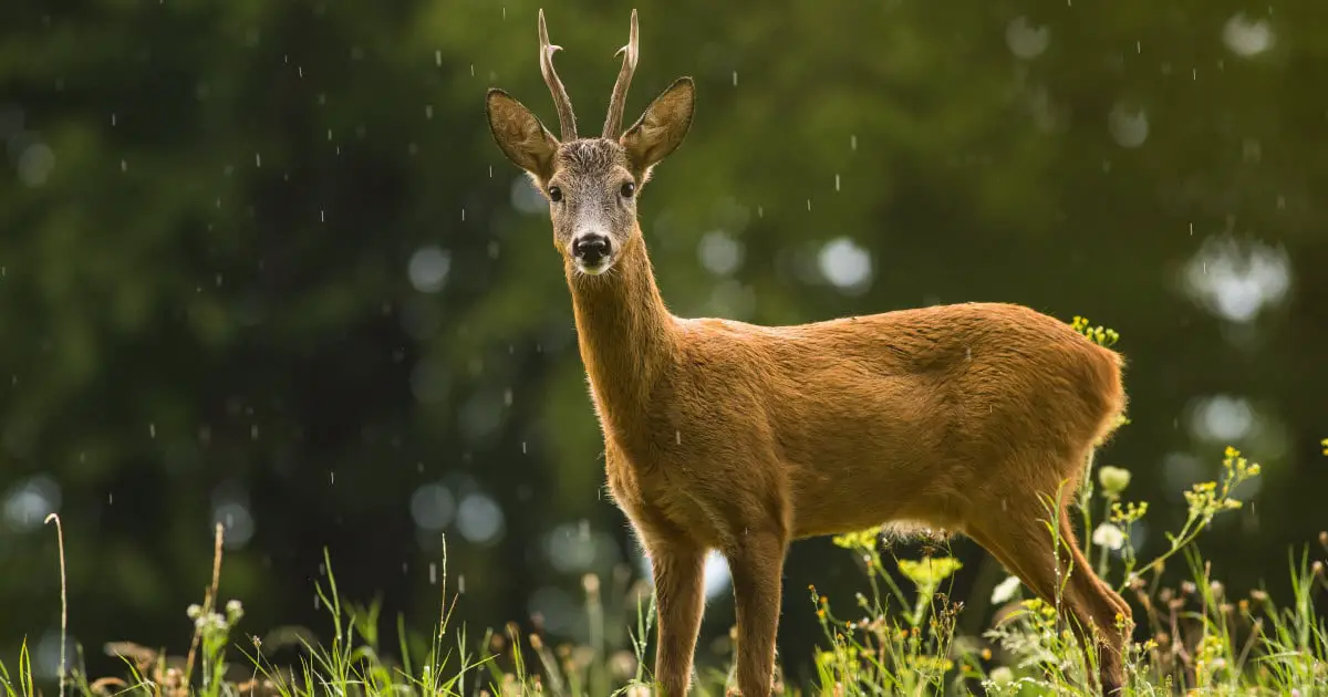 Where do Deer Go When it Rains
