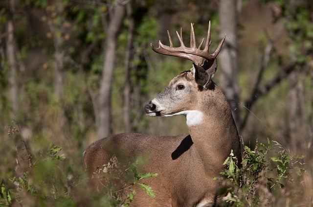 White Tailed Buck