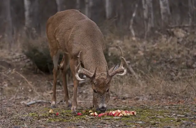 White Tailed Deer Eating Apples