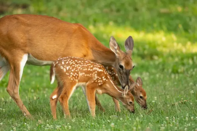 What Do White Tailed Deer Eat During Spring - White Tailed Deer Eating Grass