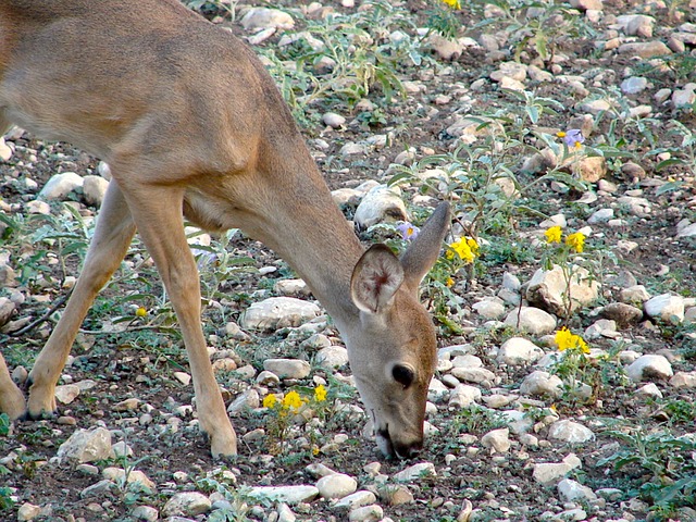 White Tailed Deer Eating