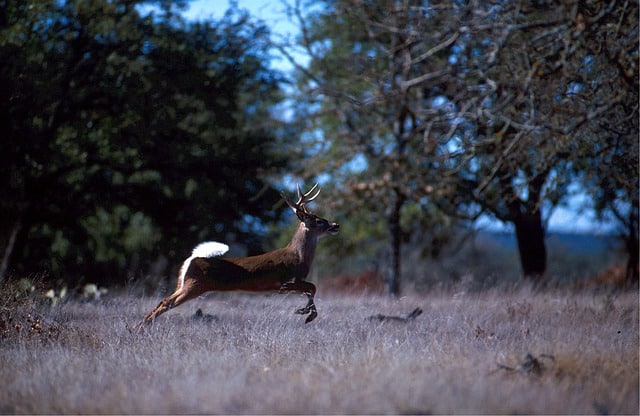 White Tailed Deer Fleeing with Tail Up