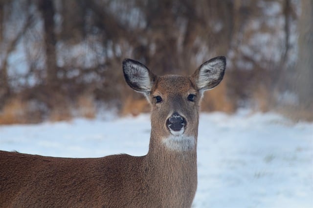 White Tailed Doe