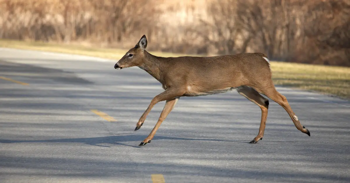 Why Do Deer Run Into Cars