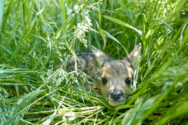 Young Fawn Hiding