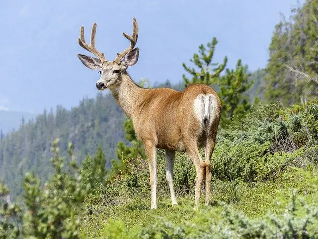 Young Male Deer with Antler Velvet