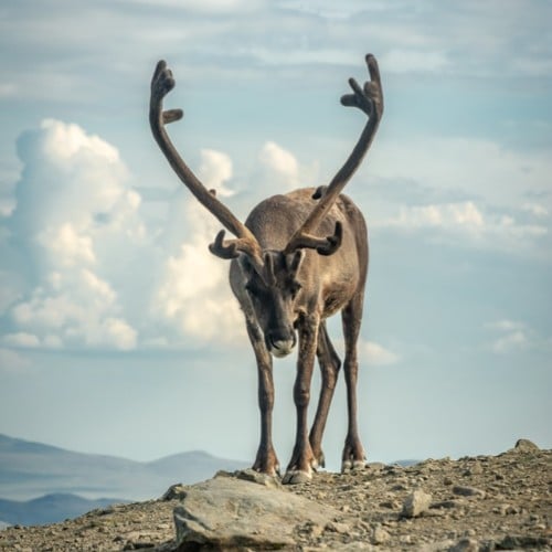 A Reindeer in Norway