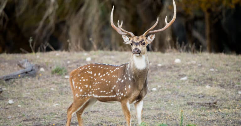 Types Of Deer: A Deer Species List From Around The World - World Deer