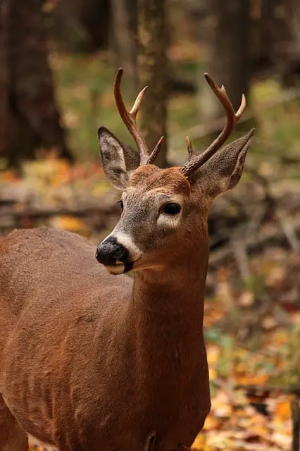 Do Female Deer Have Antlers? (species that do & don't) | World Deer