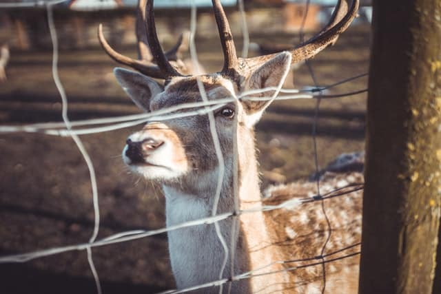 Captive Herds