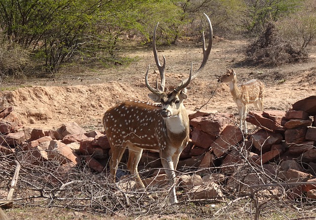 Chital Deer (Axis axis)