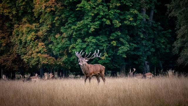 Conserving Deer