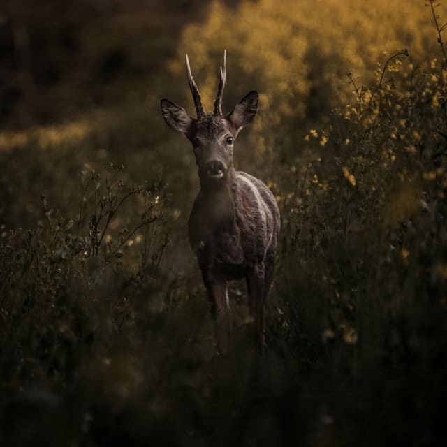 Crepuscular Deer - Deer Are Not Nocturnal
