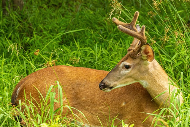 Deer Antlers Covered in Velvet