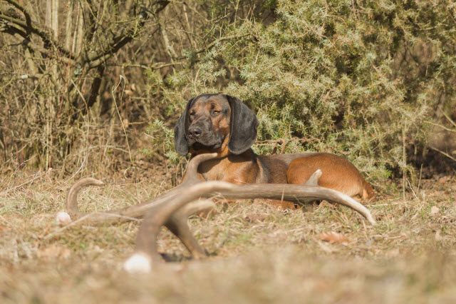 are wild deer antlers safe for dogs