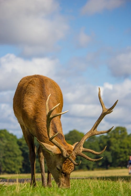 Deer Digestive System Ruminant Digestive System in Deer World Deer