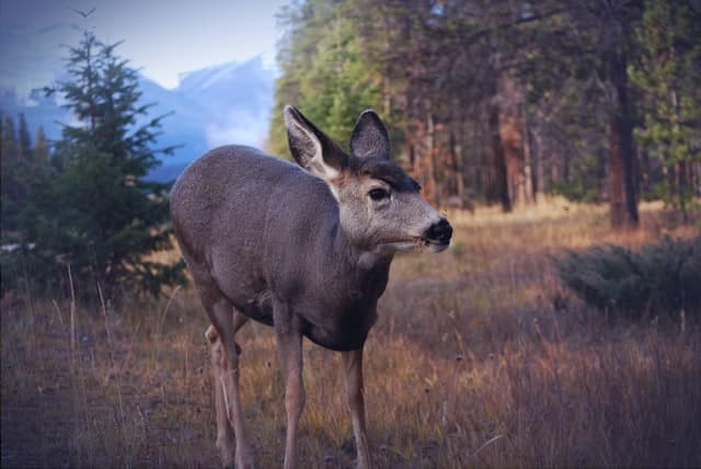 Deer Grazing in Evening