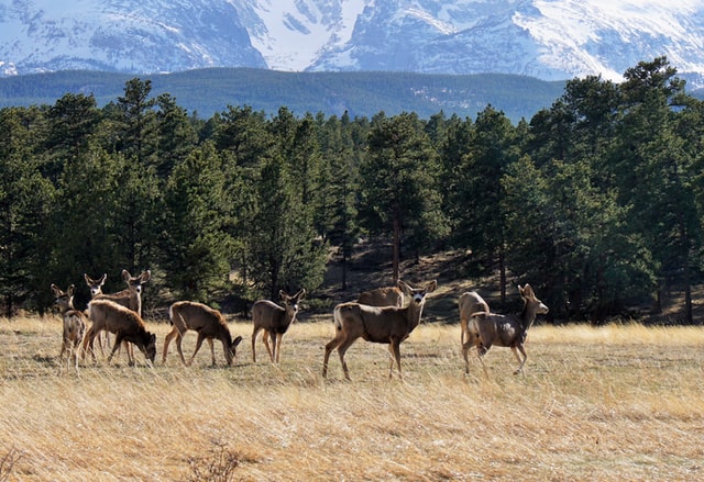 A Deer Herd