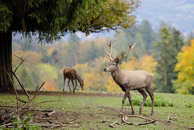 Deer Scientific Name - Cervidae