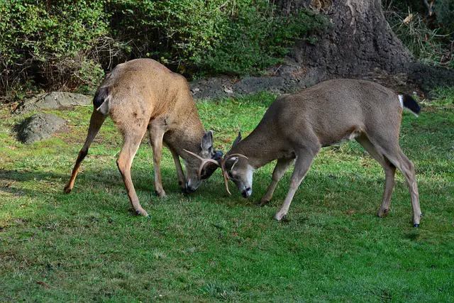Deer Using Antlers to Fight