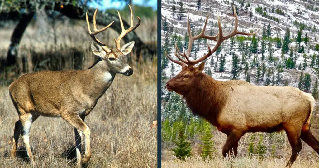 Deer vs Elk