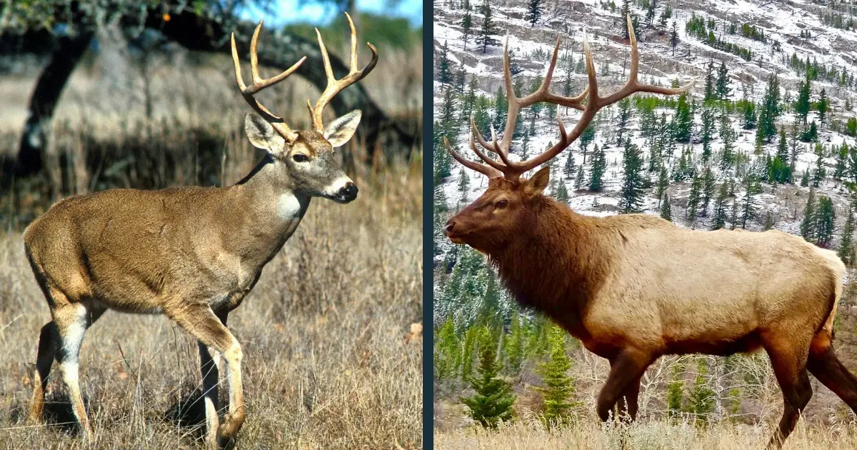Deer vs Elk Comparison | Difference Between & Deer Species?