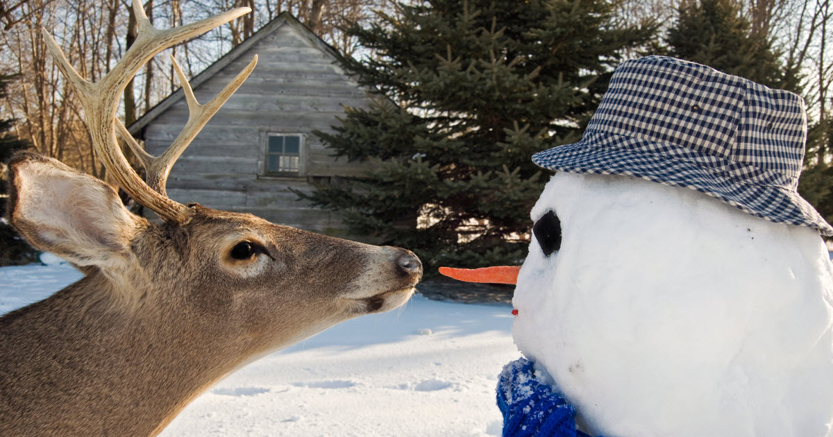 Do Deer Eat Carrots? (or do they prefer other veggies?) - World Deer