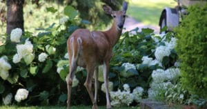 Do Deer Eat Hydrangeas