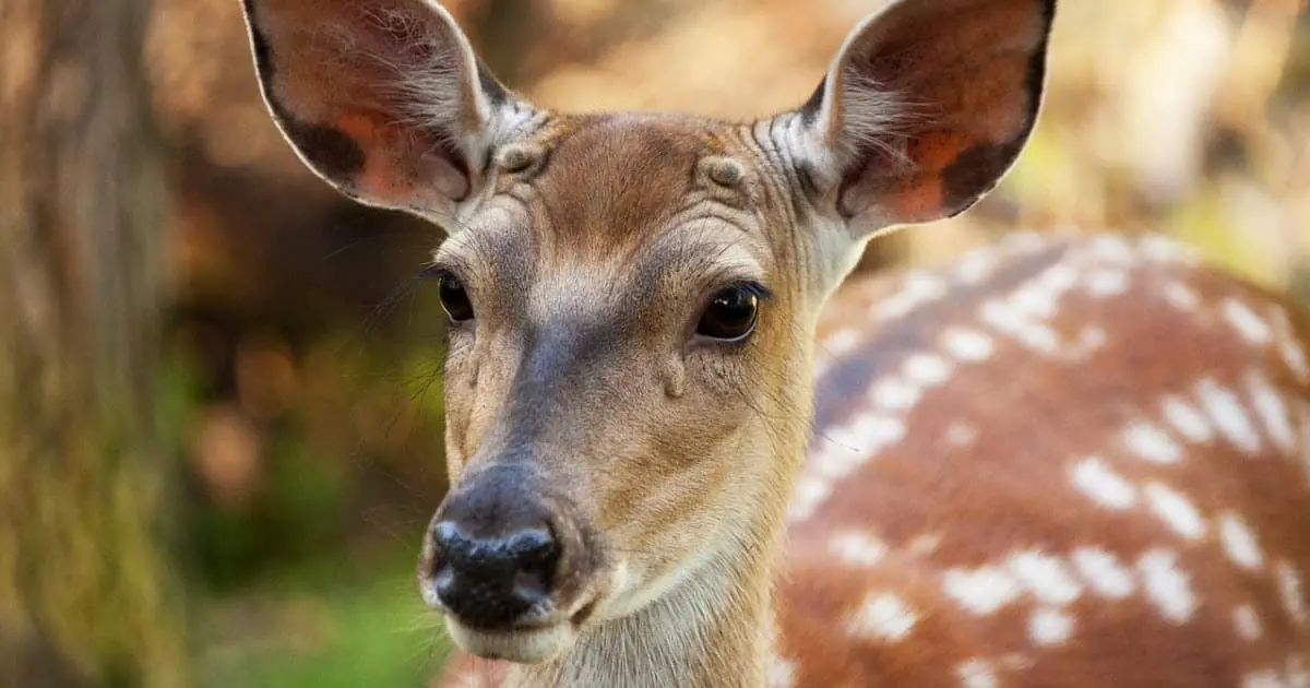 Do A Deer A Female Deer Do Female Deer Have Antlers? (species that do & don't) | World Deer