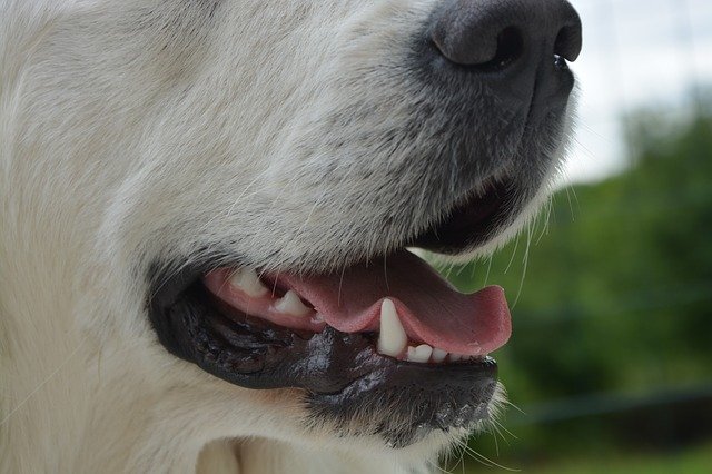 white stuff in dog's mouth