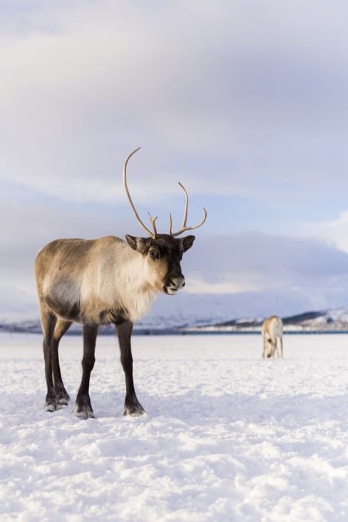 Reindeer Facts - What do Reindeer Look Like?