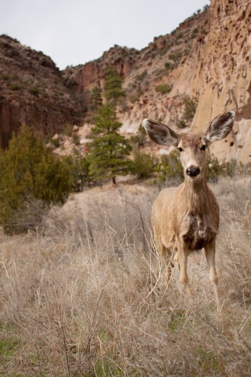 female mule deer sounds