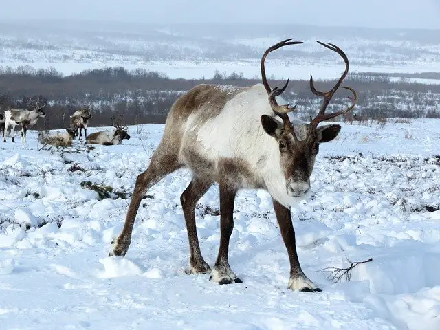 Female Reindeer with Antlers