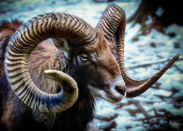 Horns vs Antlers