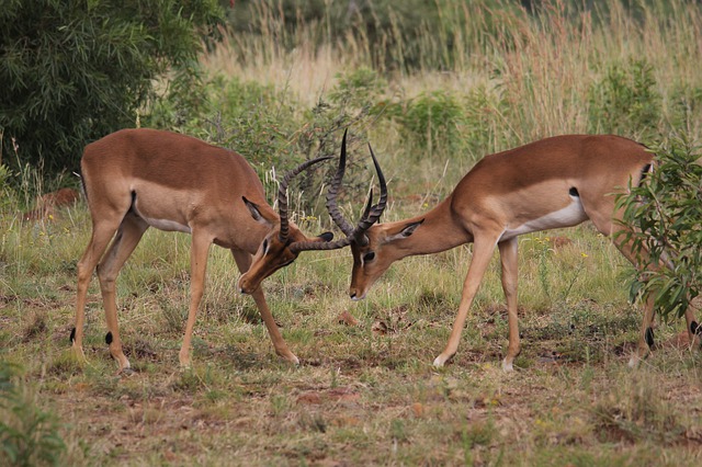 Impalas Fighting with Horns