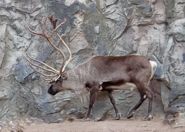 Male Reindeer with Large Rack of Antlers