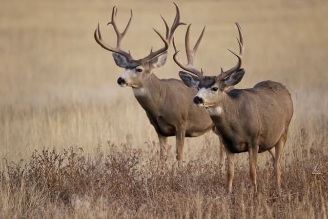 Mule Deer vs Whitetail Deer Antlers