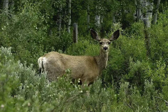 Mule Deer Doe - Comparing Mule Deer to Whitetail Deer