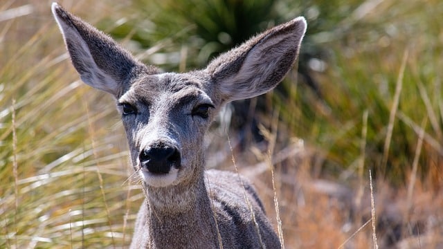 Mule Deer Range & Behavior