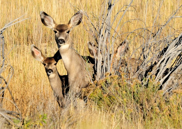 Mule Deer Reproduction