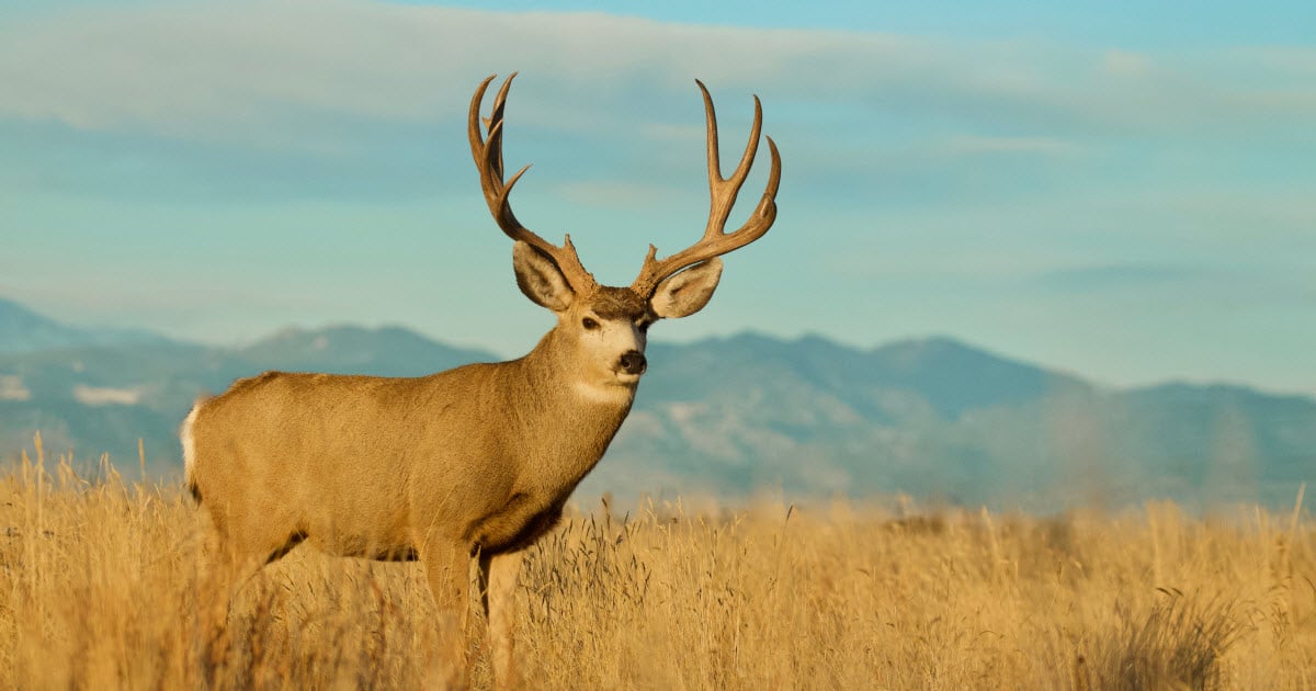 Mule Deer Information Facts Odocoileus Hemionus World Deer