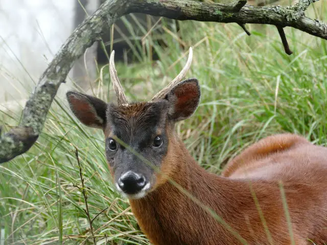 Northern Pudu Deer