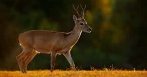 Pampas Deer