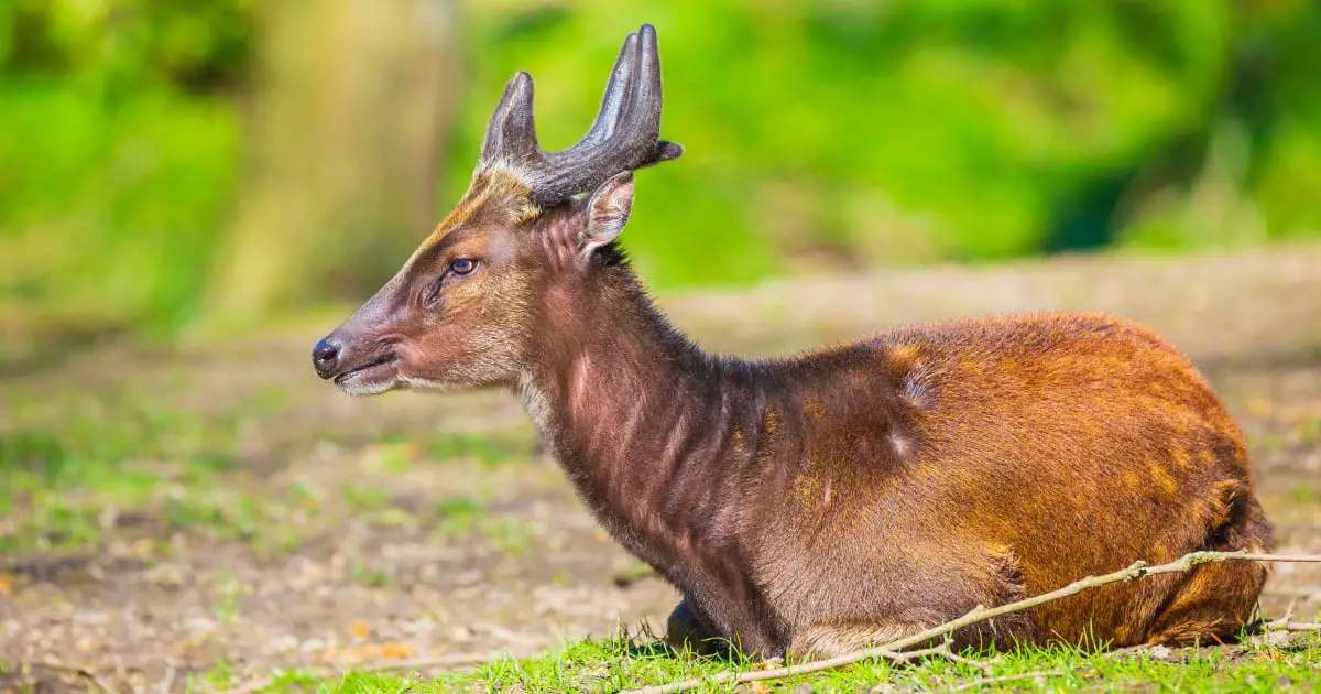 Philippine Spotted Deer Drawing